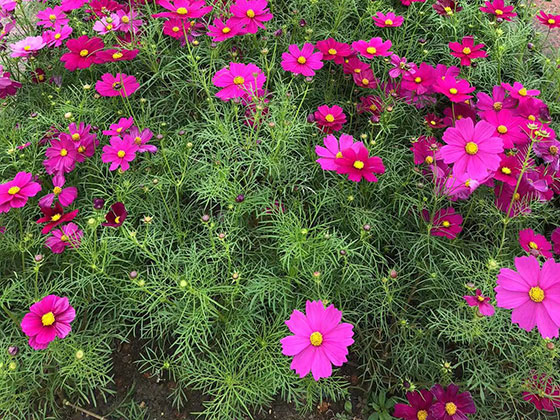 桂林花草租摆-设计绿化厂房园林